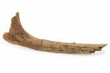Hadrosaur (Edmontosaurus) Rib Bone - Wyoming #264950-1